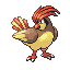 pidgeotto