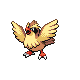 pidgey