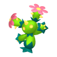 Maractus