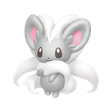 Cinccino