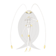 Pheromosa