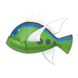 Normal Blue-Striped Basculin Normal Blue-Striped Basculin